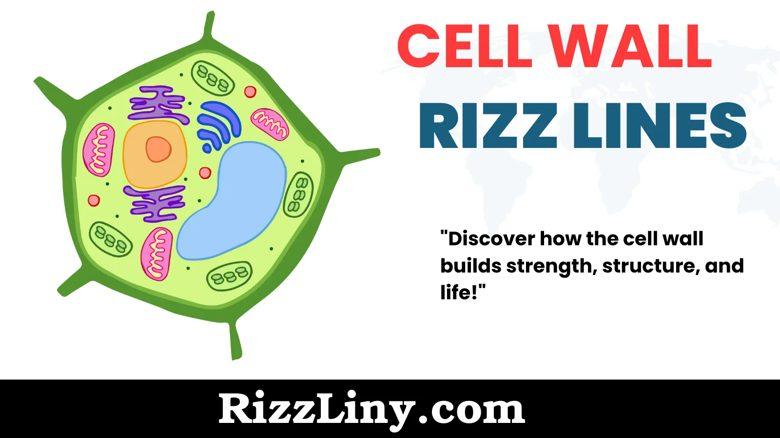 Cell Wall Rizz Lines